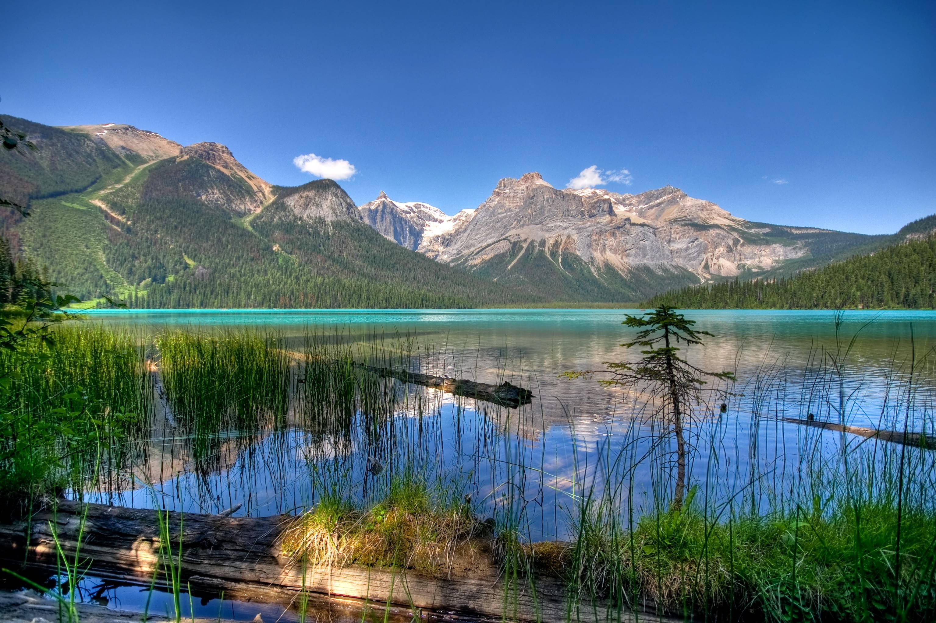 翠綠湖泊壯麗景觀 壁紙 — 寧靜的綠松石色湖泊映照著積雪覆蓋的山脈和清澈的藍天，由綠色蘆葦和一棵孤獨的松樹框出。