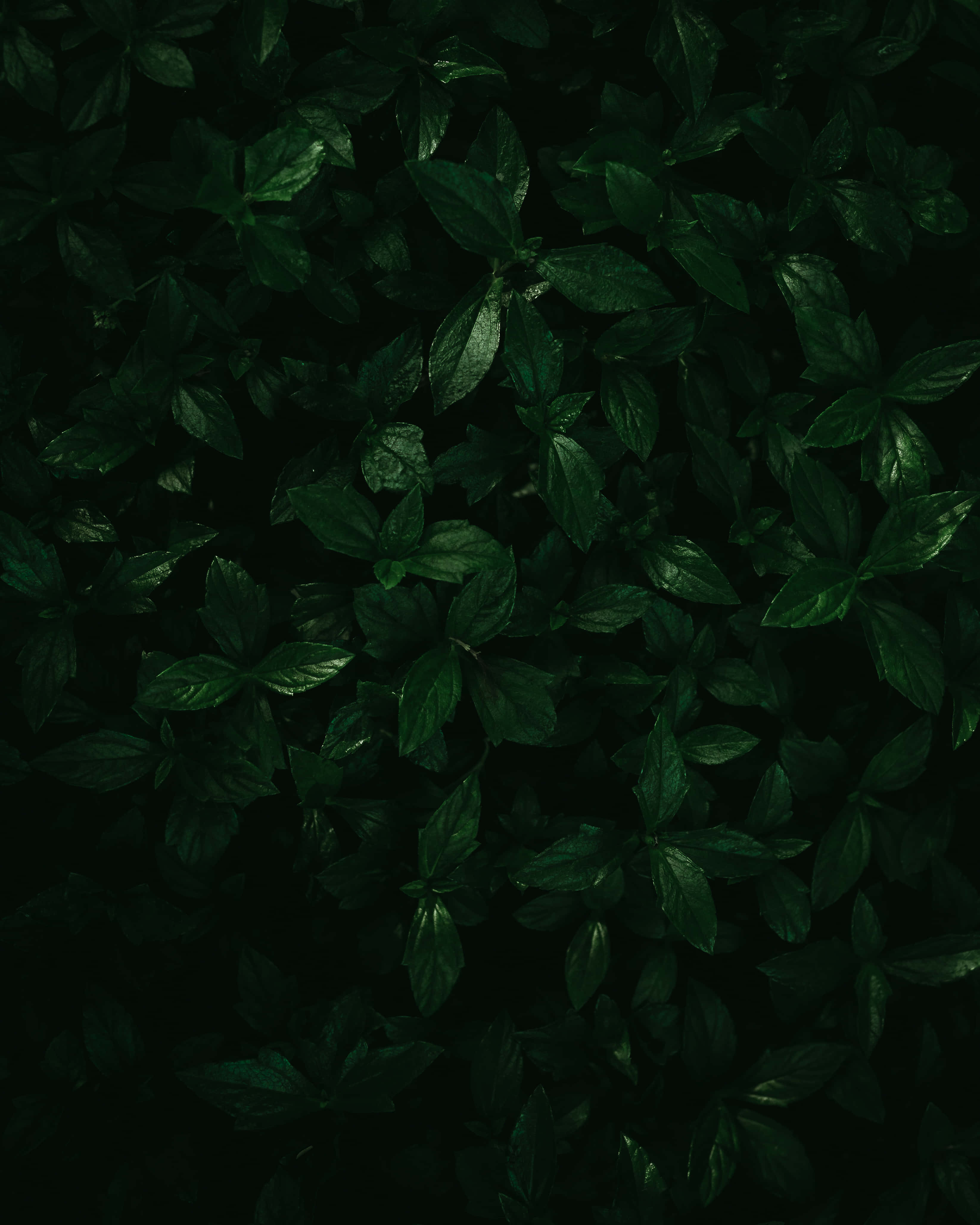 翠綠盎然的葉影背景 壁紙 — 從上方俯瞰密集的深綠色葉子，在黑色背景上帶有微妙的高光。