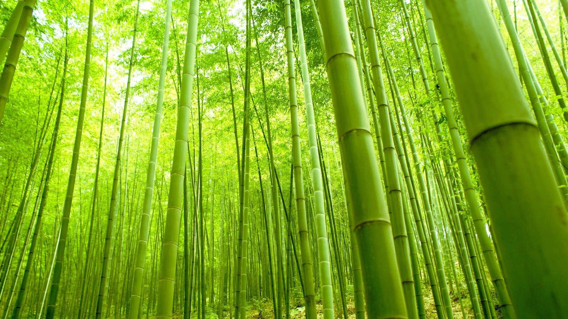 在茂密森林中伸向太陽的高大綠色竹莖。