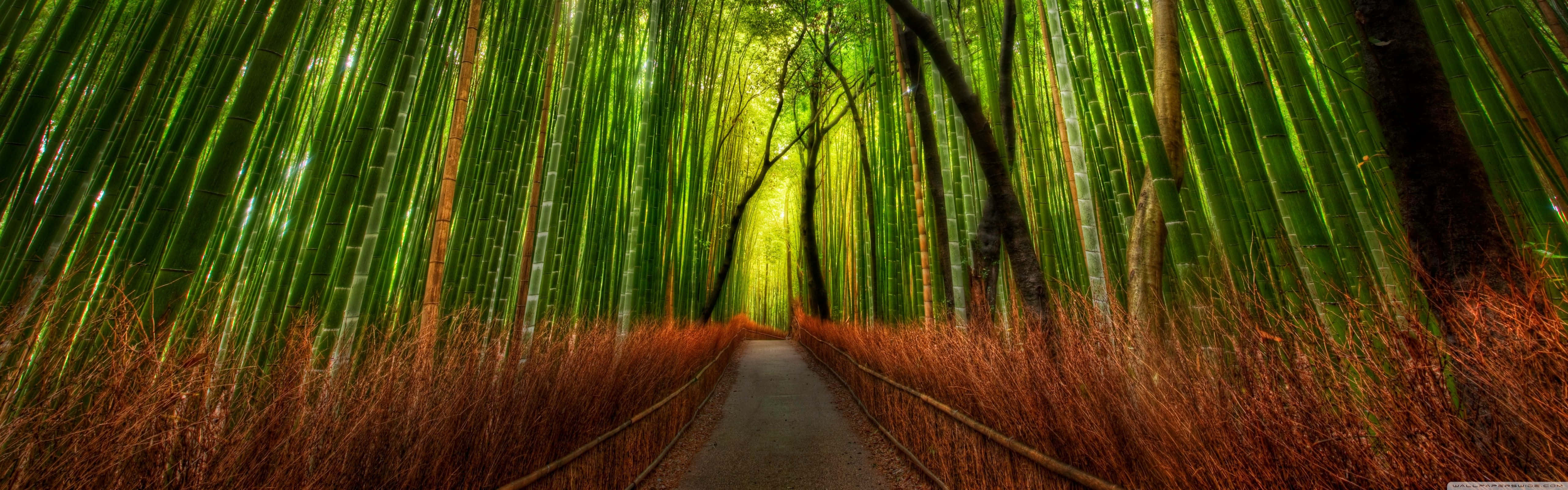 翠綠竹林的壯麗背景 壁紙 — 一條狹窄的小路蜿蜒穿過高聳的竹林，竹林透過茂密的樹冠散發出充滿活力的綠光。