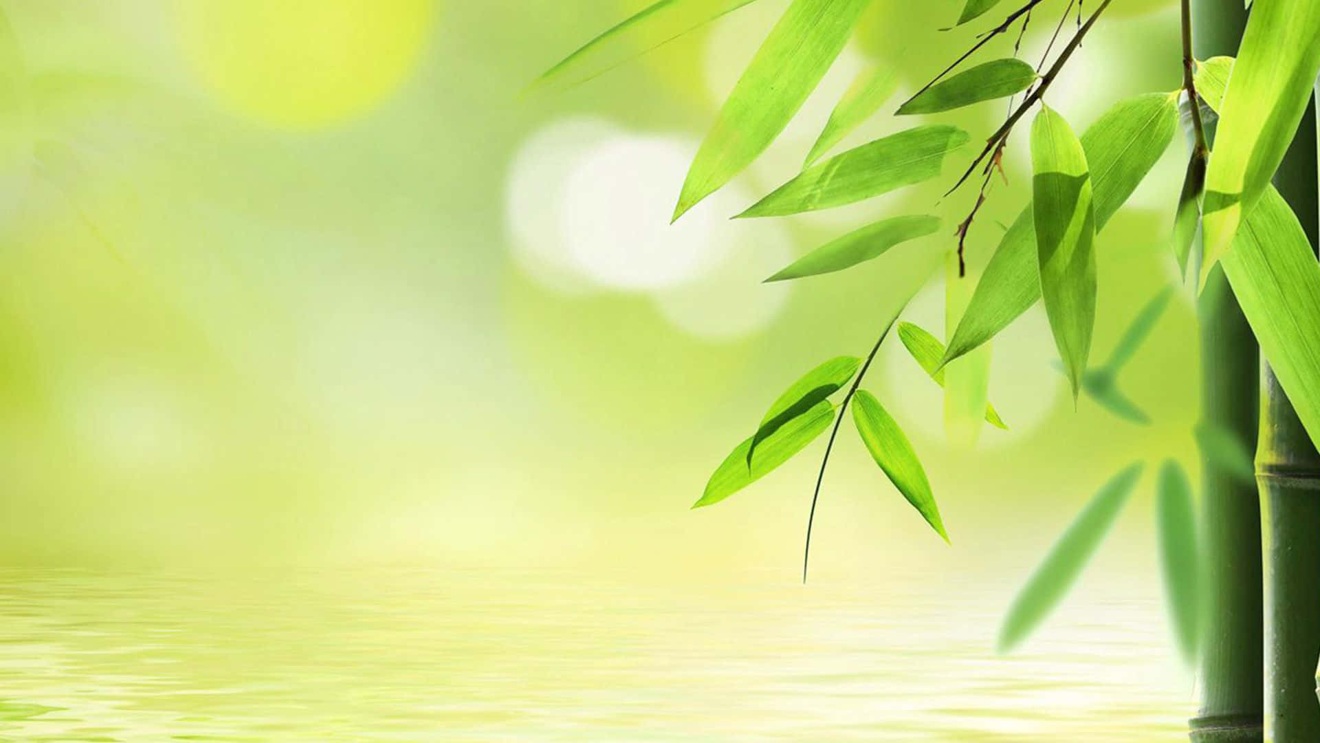 竹葉懸掛在靜止的水面上，柔和的光線穿過。