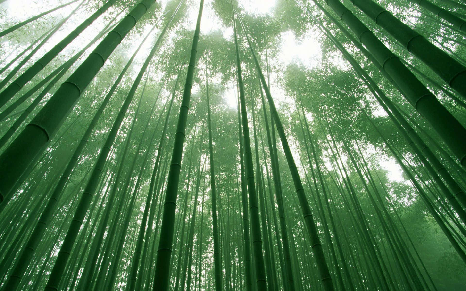 翠綠竹筍營造寧靜氛圍 壁紙 — 高聳的竹莖穿過霧氣瀰漫的森林樹冠向上伸展，過濾出柔和的天光。