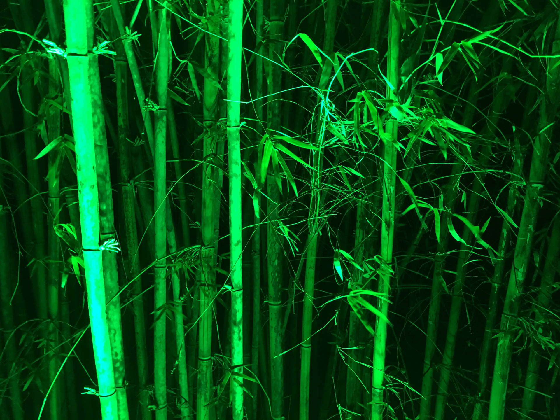 夜晚黑暗森林中發光的高大竹莖。