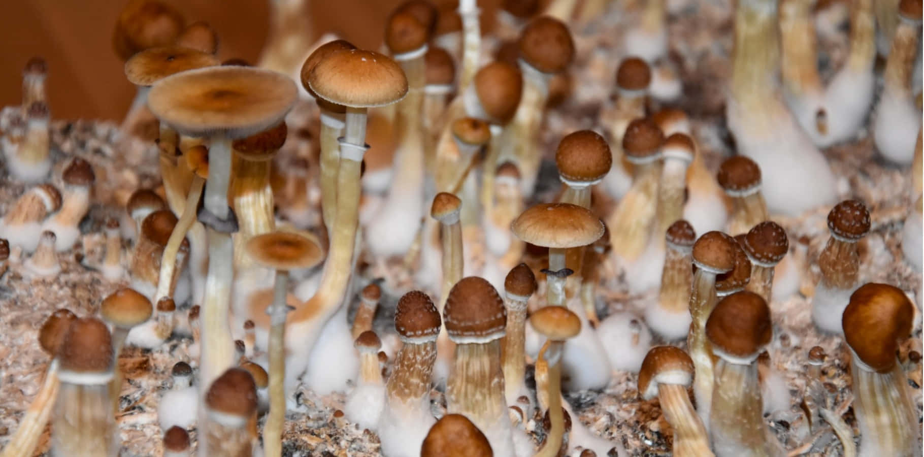 翠綠背景下的鮮豔魔法蘑菇 壁紙 — 一叢密集的小型棕色傘菌，從白色纖維狀基質中生長出來的近距離視圖。
