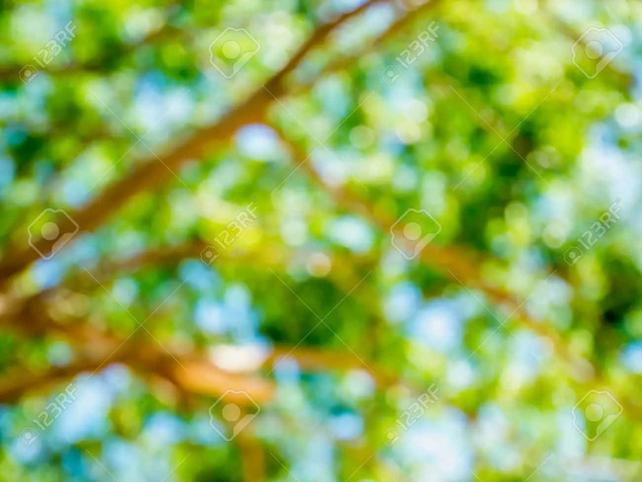 翠綠自然風景 壁紙 — 柔和散景，陽光照射的綠葉和棕色樹枝映襯著明亮的藍天。