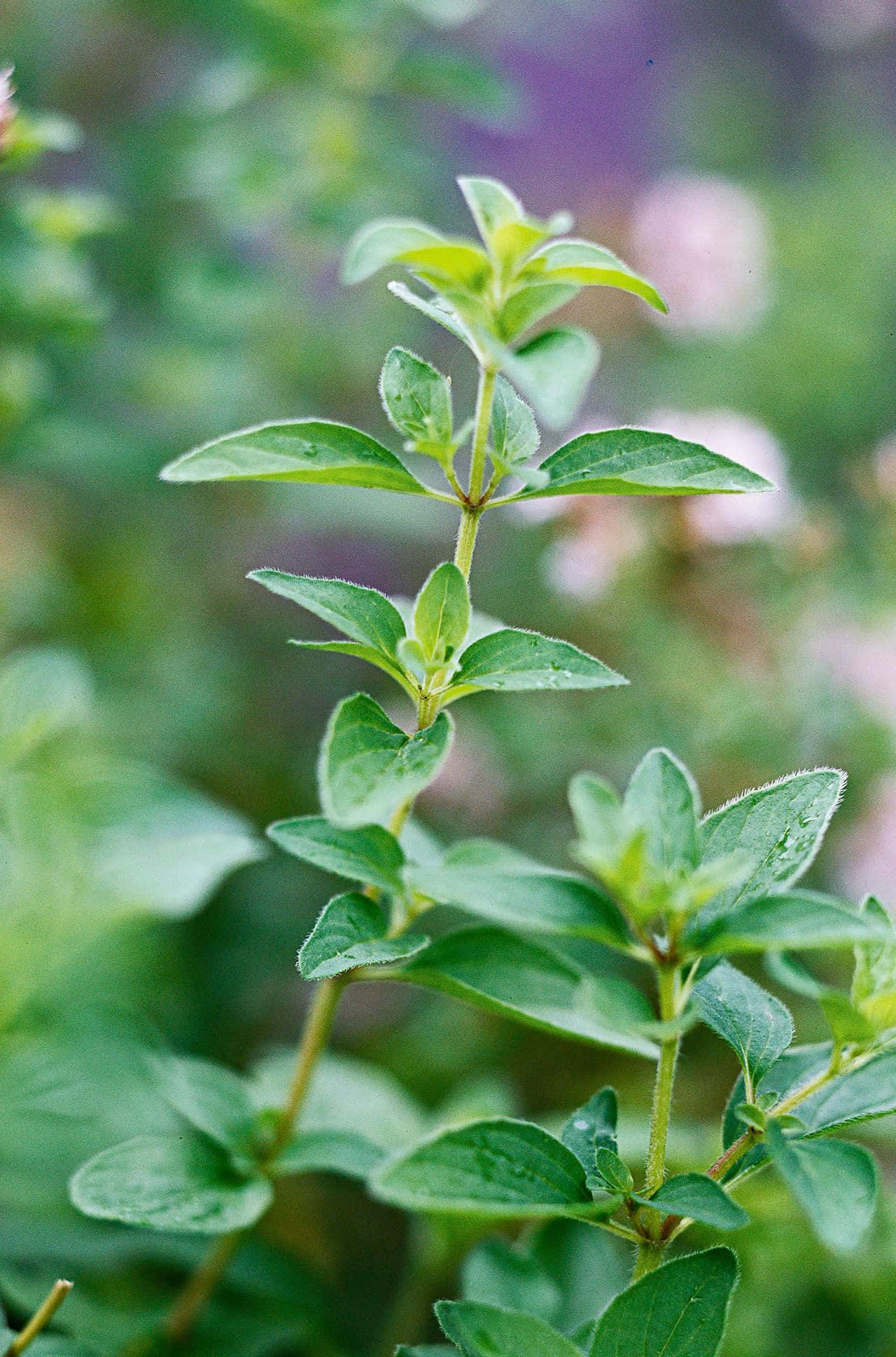 翠綠茂盛的牛至植物 壁紙 — 特寫鏡頭：新鮮綠色香草植物，葉片上露珠閃爍，背景為柔和模糊的花園。
