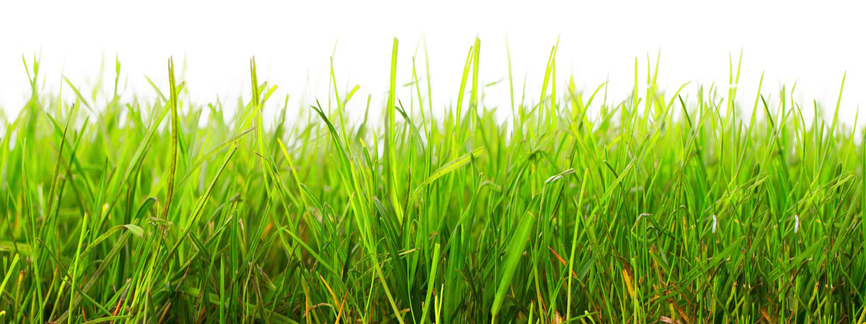 翠綠草地田野 壁紙
