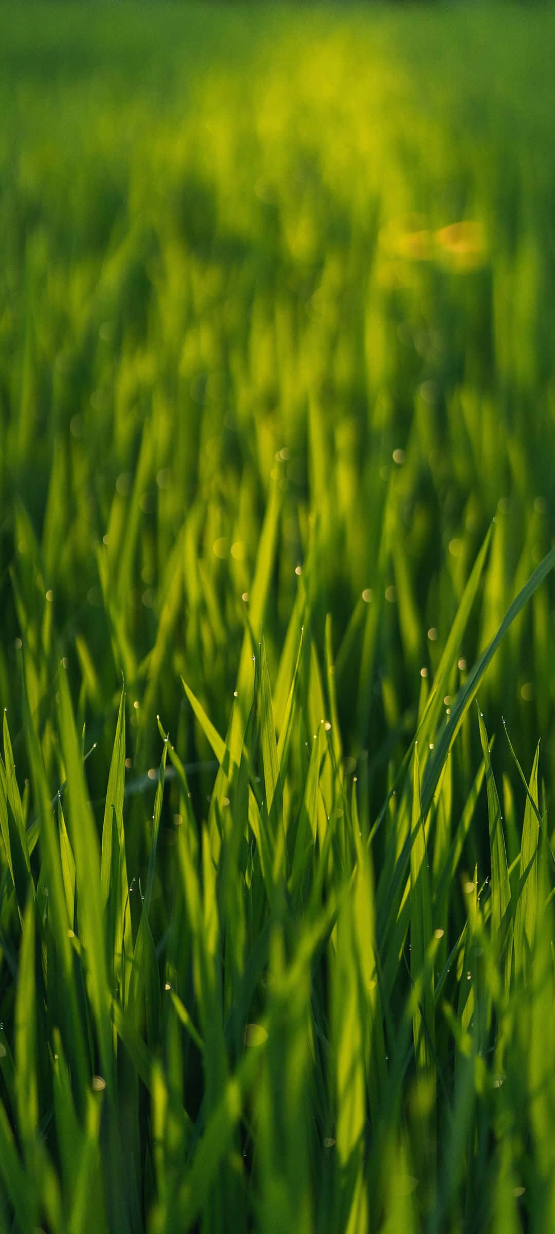 翠綠草地的寧靜風景 壁紙 — 陽光在淺景深中閃爍在充滿活力的綠色草葉上的露珠上。