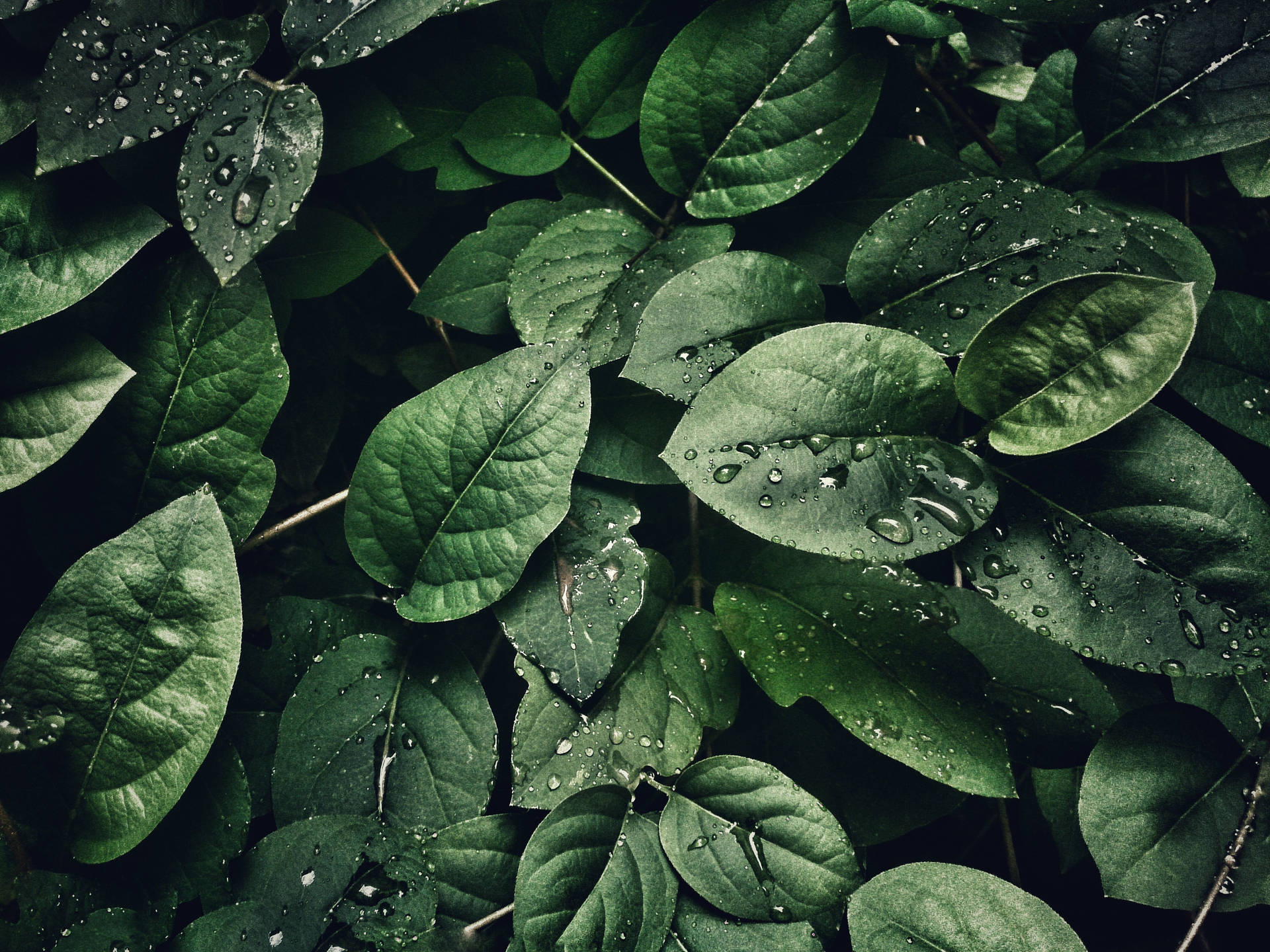 自然光下，鮮綠葉片上閃爍的雨滴。
