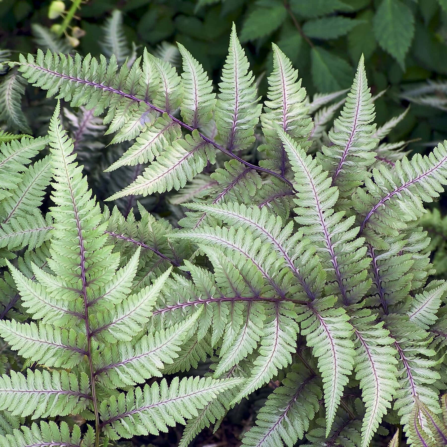 Green Fern 桌布 壁紙 — 翠綠蕨葉特寫，帶有精緻紫色葉脈，背景為柔和模糊的葉片。