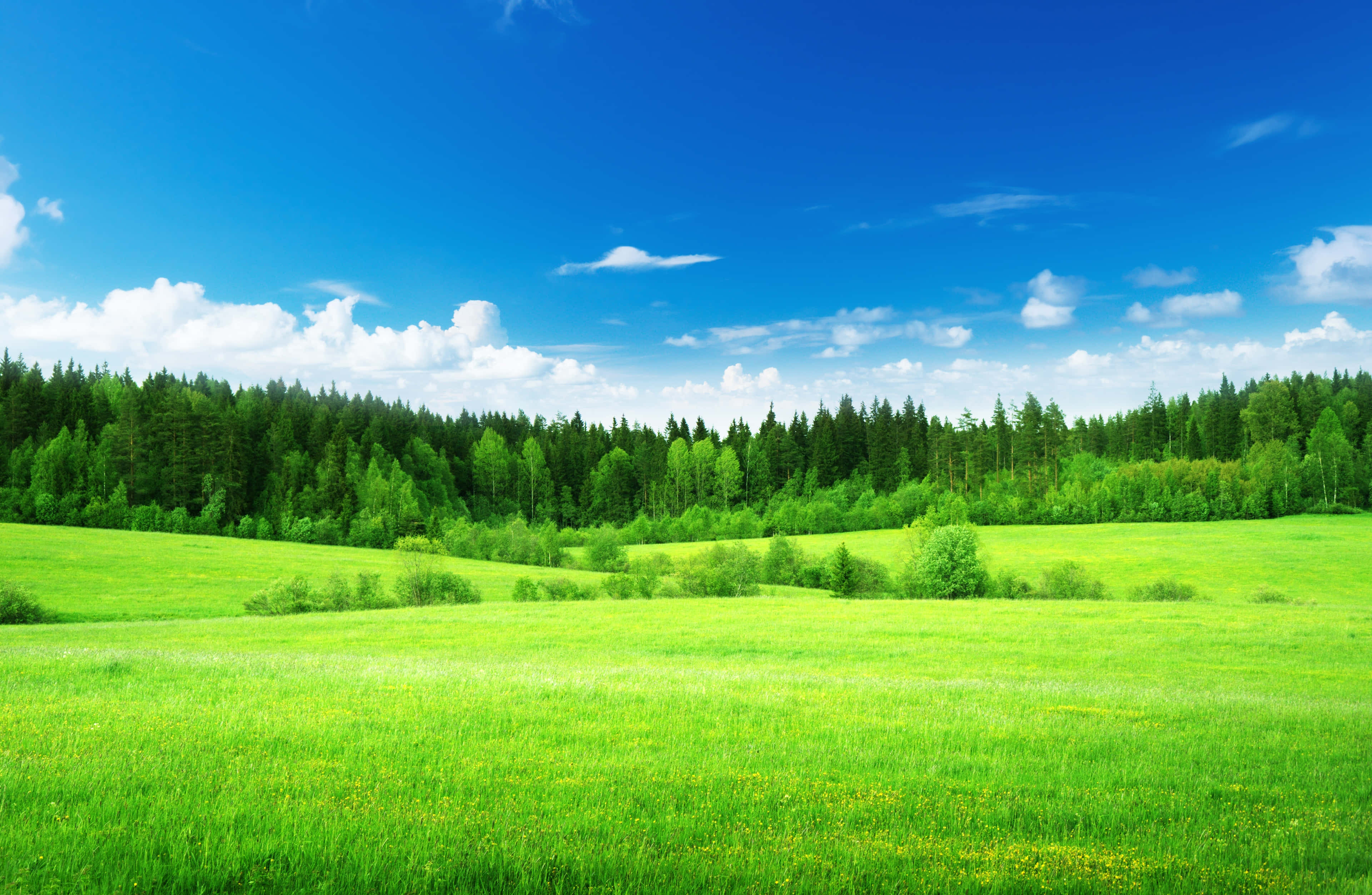 翠綠青草的絕美風景 壁紙 — 廣闊的翠綠草地延伸至明亮的藍天，點綴著蓬鬆的白雲。