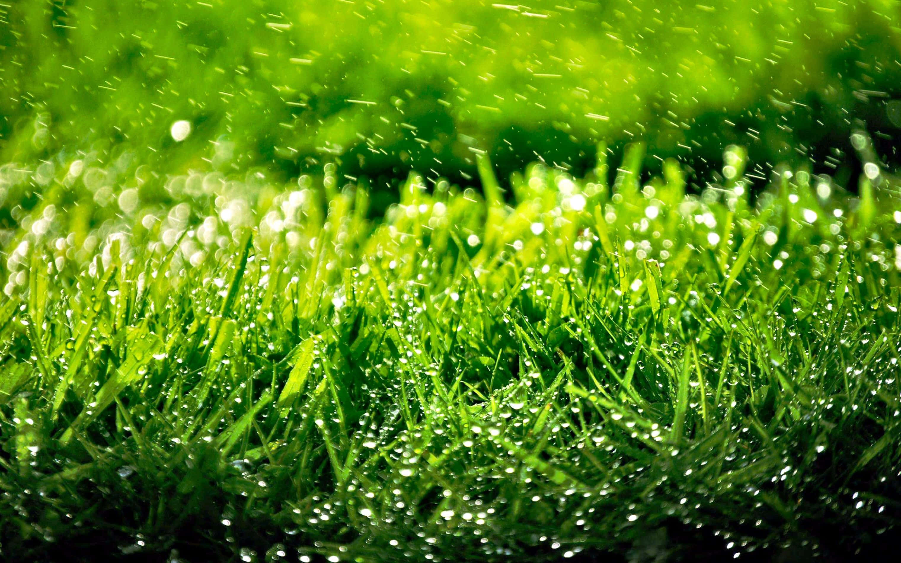 翠綠青草的豐饒大地 壁紙 — 充滿活力的綠色草葉在明亮的陽光下閃爍著晶瑩的露珠。