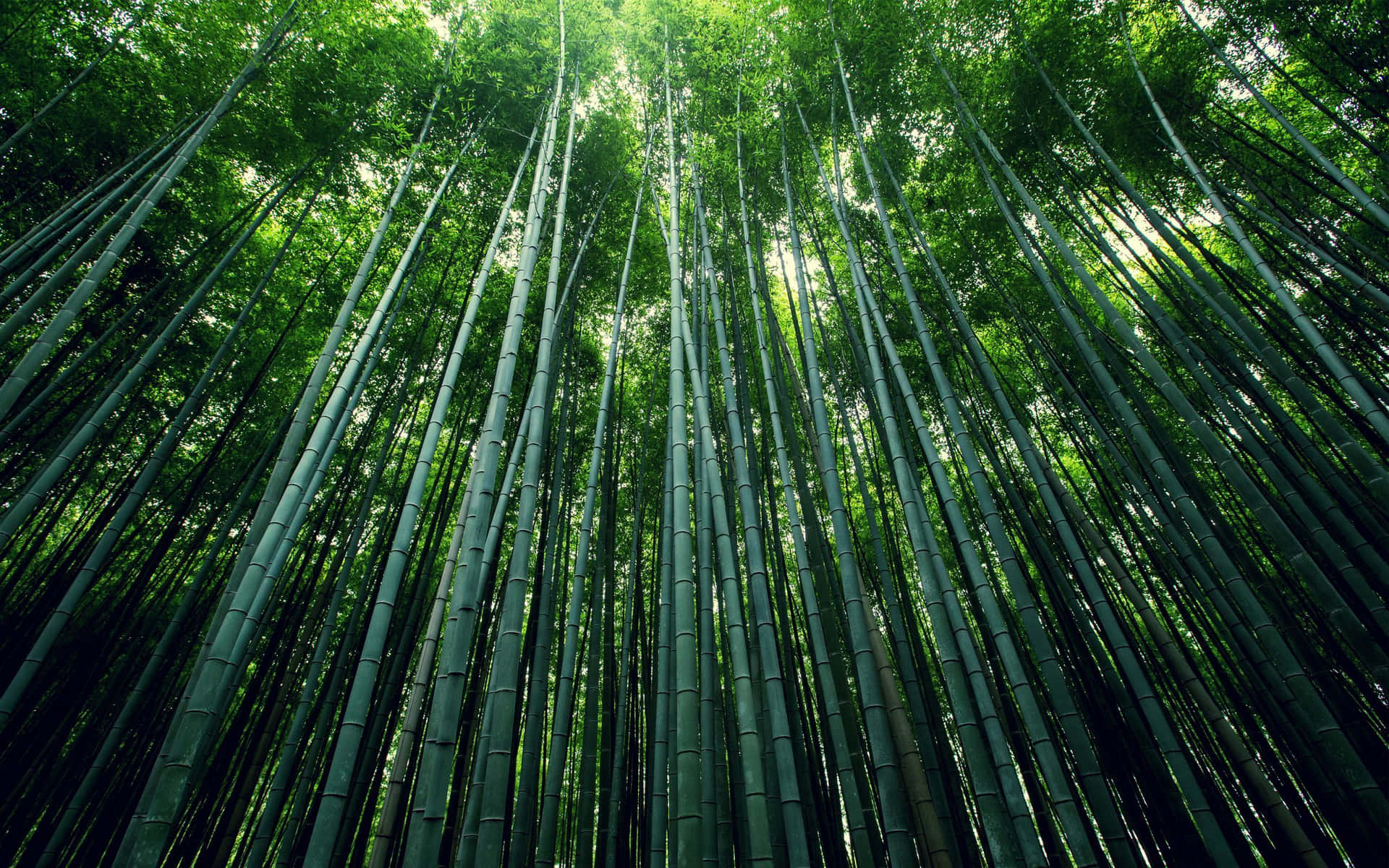 茂密的竹林，陽光透過樹冠照射進來。