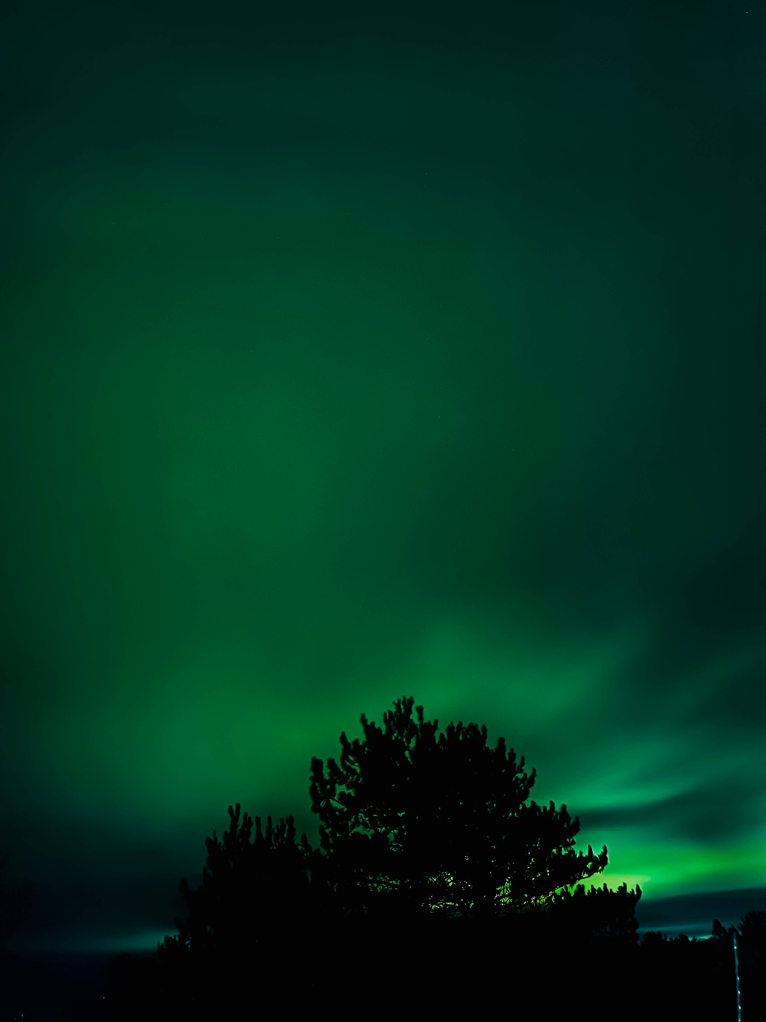 翡翠綠天空 壁紙 — 一棵孤獨的松樹在夜空中閃爍的鮮綠色北極光襯托下形成剪影。