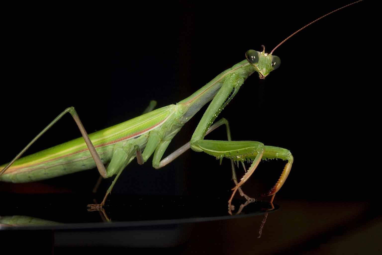 翡翠綠眼禱 mantis 壁紙 — 一隻充滿活力的綠色螳螂警覺地棲息在反射表面上，背景是純黑色。
