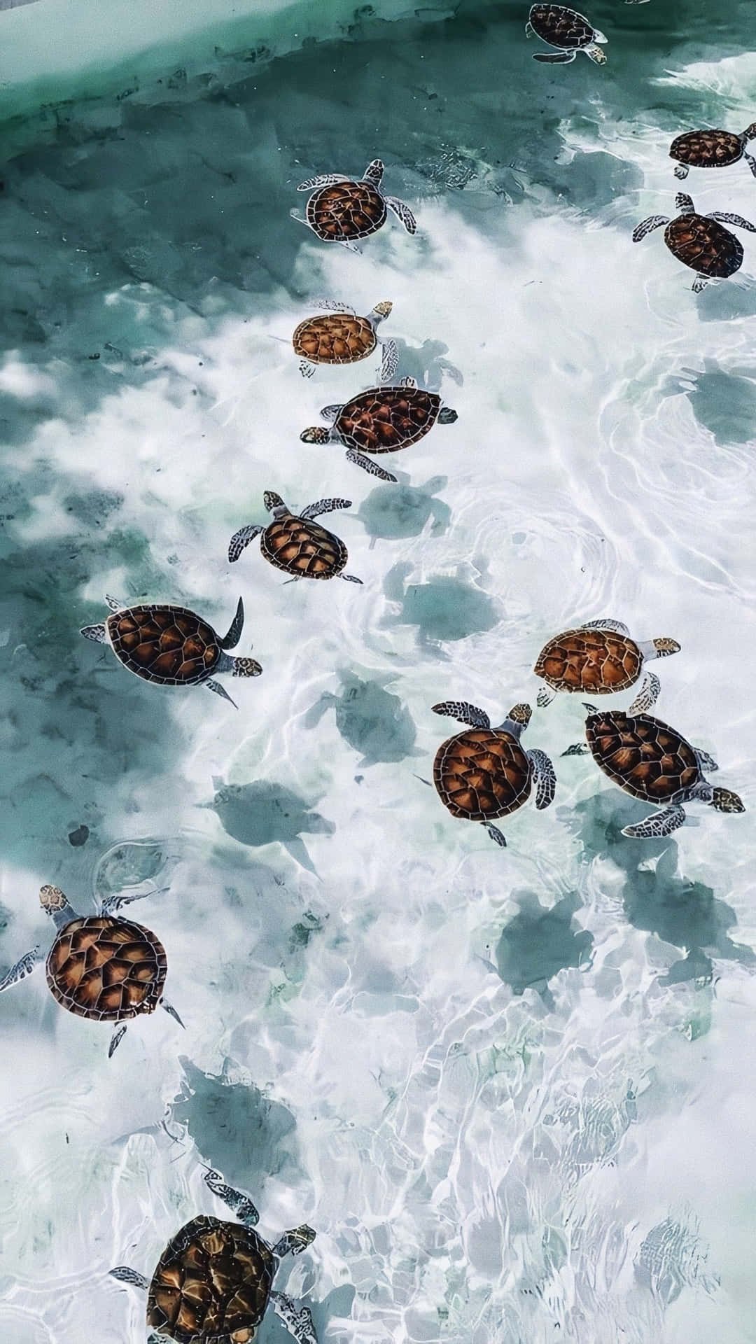 一群海龜在清澈的淺海水中游泳。