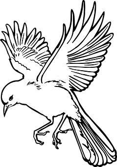 翱翔雀鳥剪影 壁紙