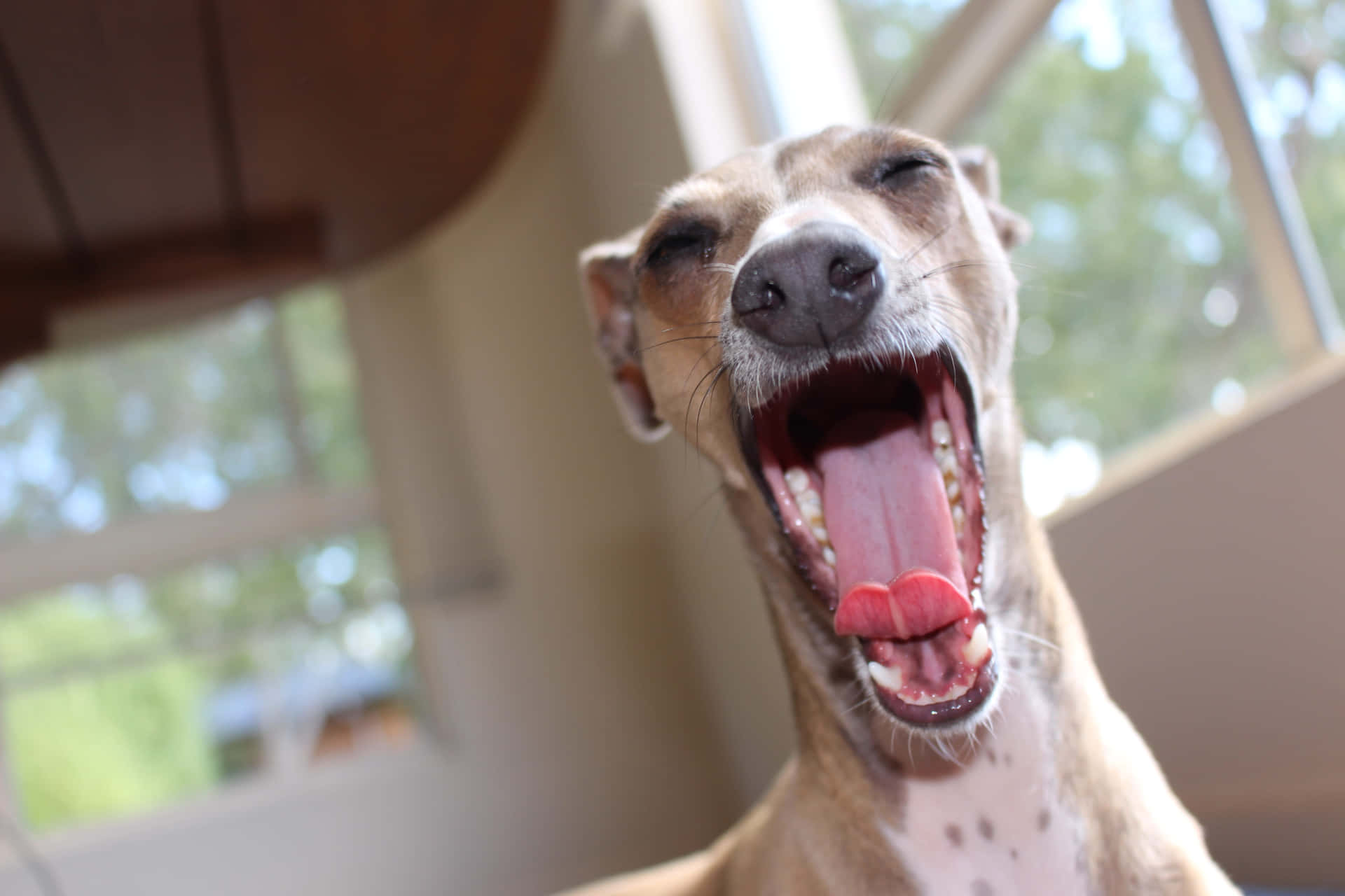 一隻啡色惠比特犬喺窗邊室內打呵欠，伸脷出嚟。
