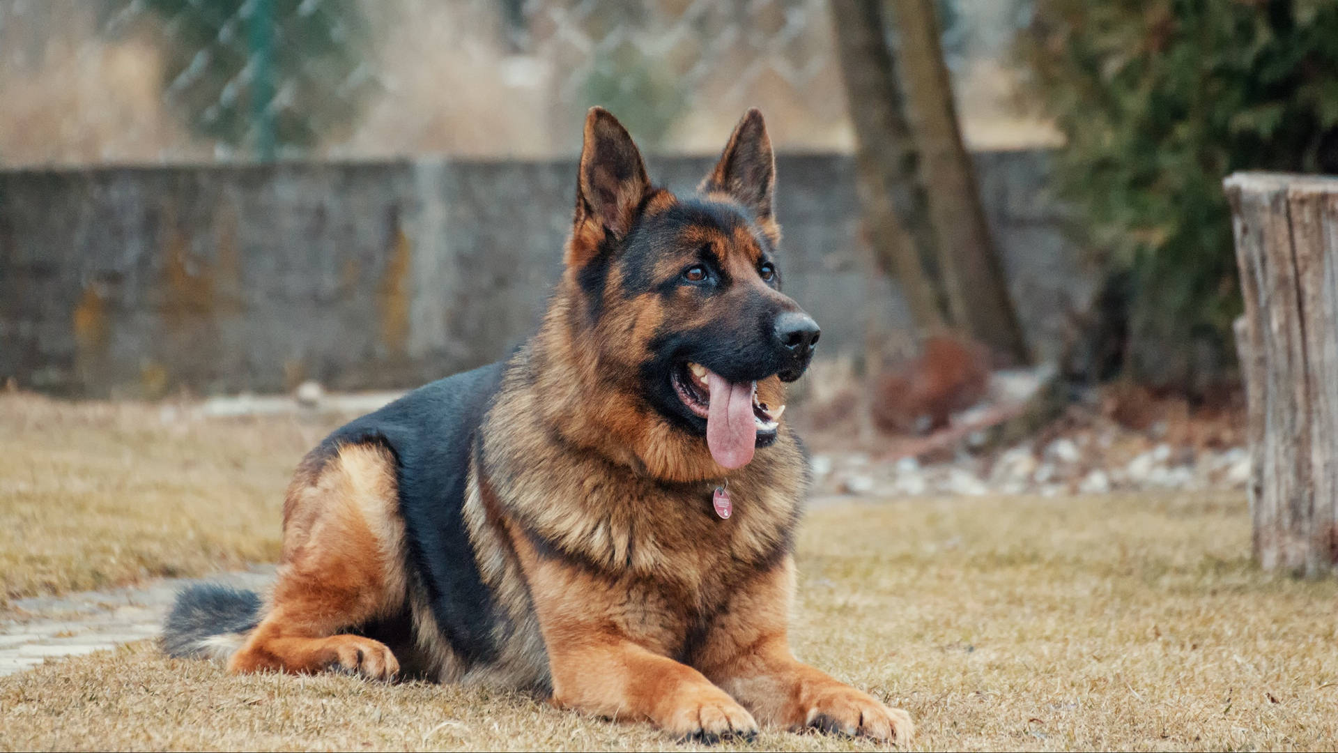 老德國牧羊犬 壁紙 — 一隻德國牧羊犬放鬆地躺在乾草上，伸出舌頭，在模糊的籬笆和樹木背景下顯得警覺。