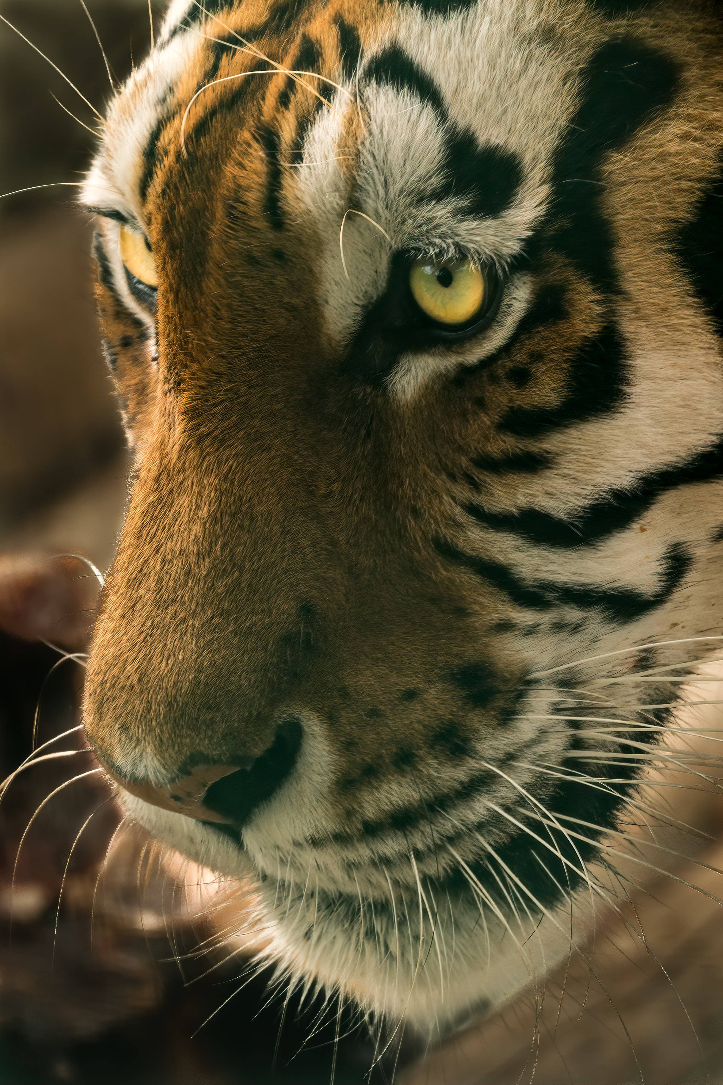 老虎 桌布 壁紙 — 老虎強烈黃色眼睛和條紋臉部的特寫，沐浴在溫暖的陽光下。