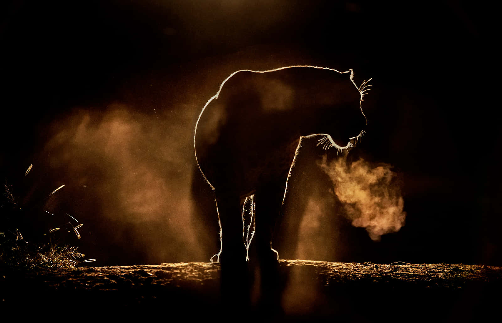 Beautiful Photography 桌布 壁紙 — 老虎的剪影在金色逆光中矗立，塵埃在其強壯的身軀周圍旋轉，背景為深色。