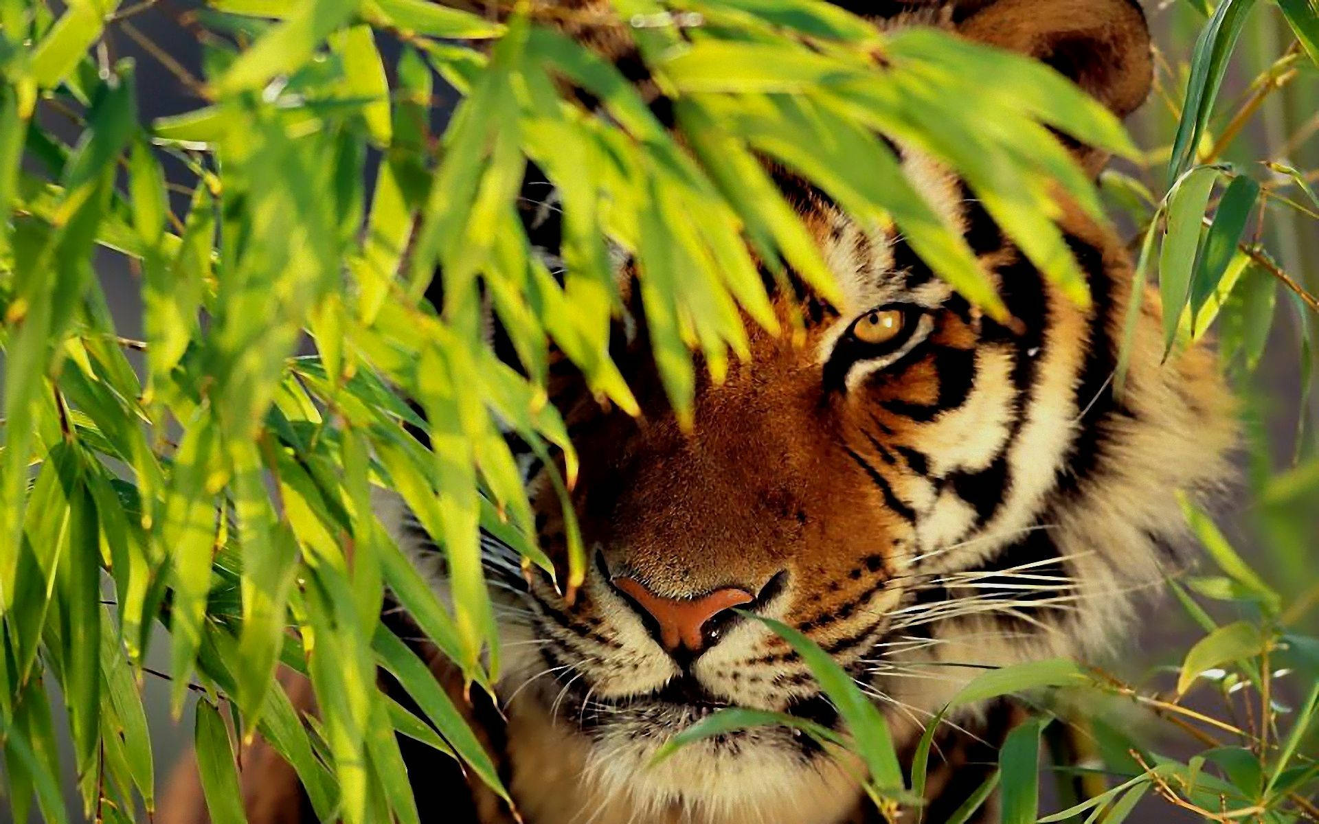 老虎 桌布 壁紙 — 老虎銳利的目光穿過陽光普照的叢林中鮮綠的竹葉窺視。