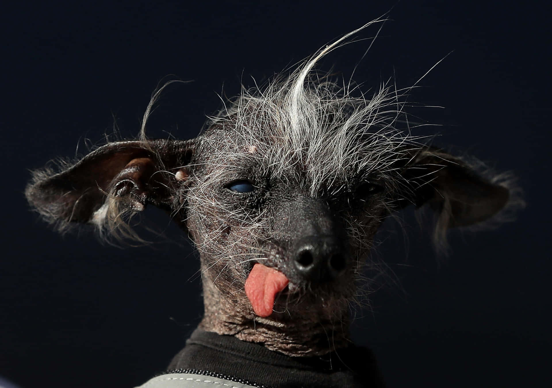 一隻無毛中國冠毛犬，灰色尖刺毛髮，舌頭伸出。