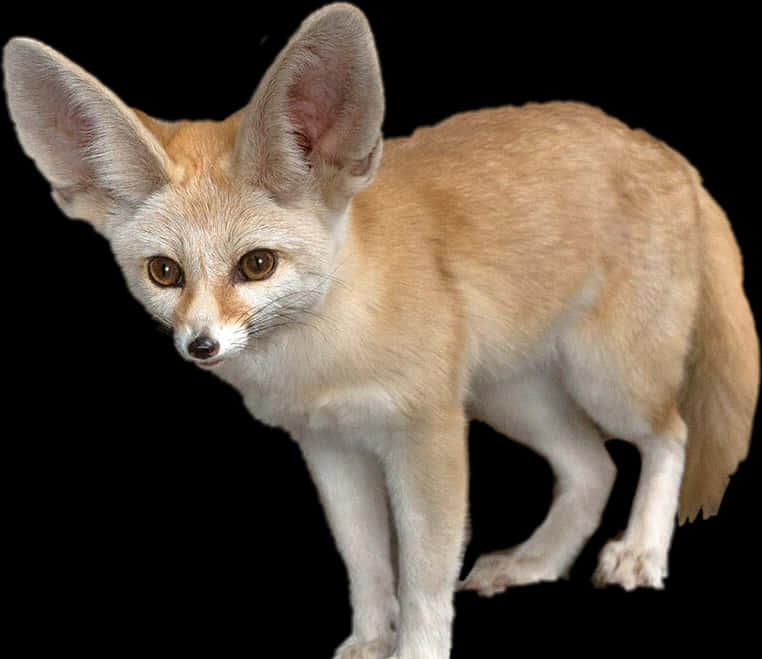 #fennecfox #fennec #animals #fox - 耳廓狐透明背景高清PNG下載
