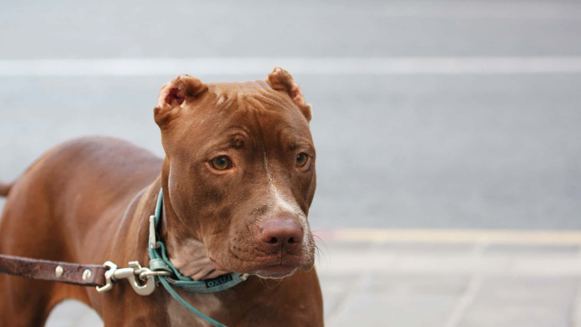 耳朵被修剪的鬥牛犬幼犬圖片 壁紙 — 一隻棕色比特犬的近照，耳朵被剪短，在城市的行人路上戴著狗帶和項圈。