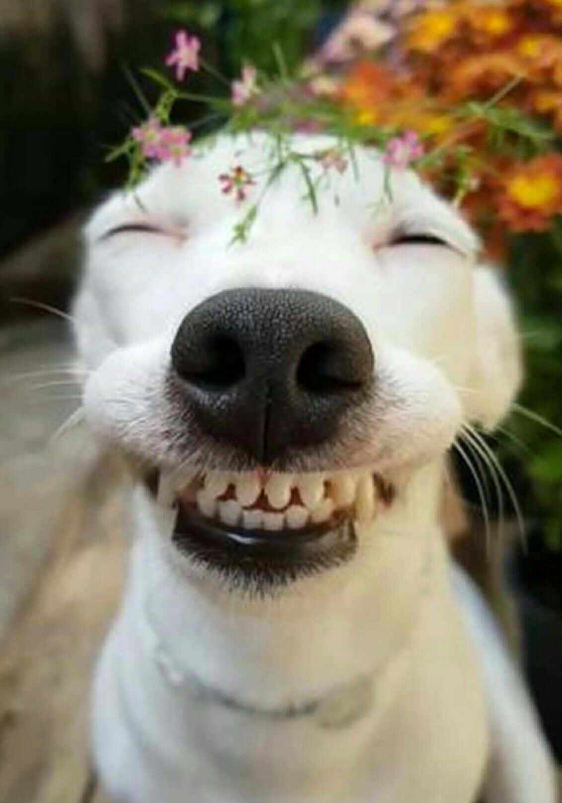 一隻戴著花冠的白狗閉著眼睛微笑。