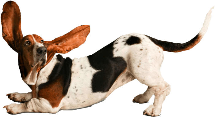 耳朵飛揚的活潑巴賽特獵犬 壁紙 — 一隻垂耳、帶有白色、棕色和黑色斑點的巴吉度獵犬，在黑色背景上警覺地躺著。