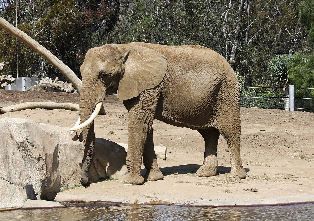 在晴朗的日子裡，非洲象站在動物園圍欄內的水邊。