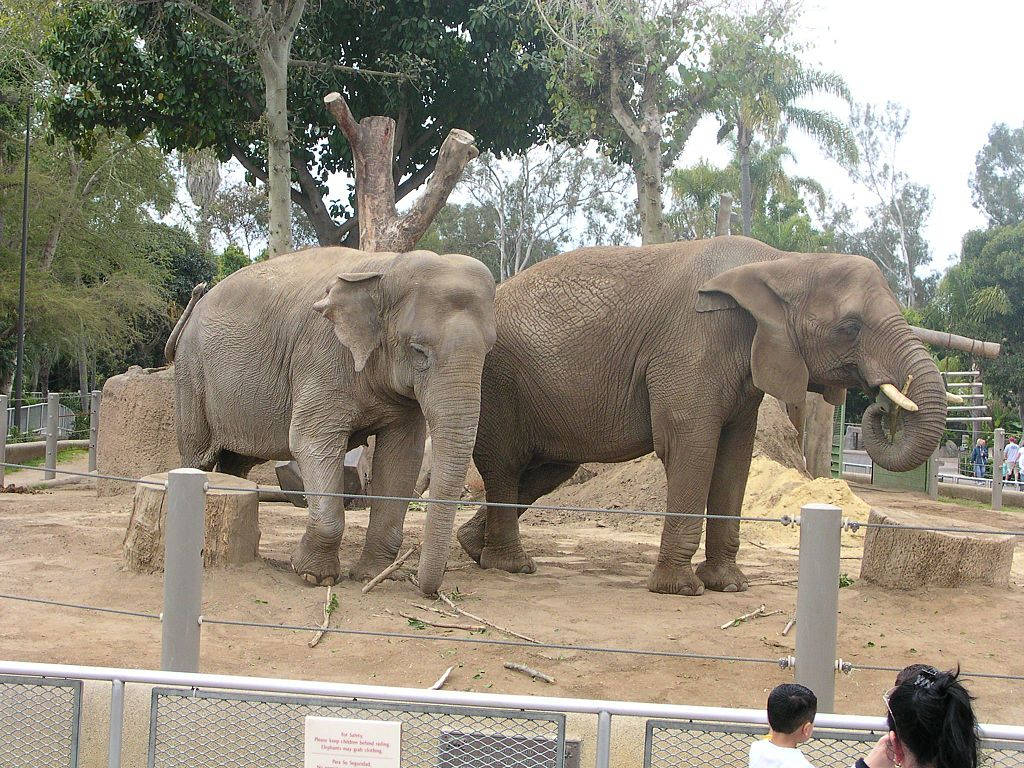動物園圍欄內的兩隻大象，有樹木和圍欄後的遊客。