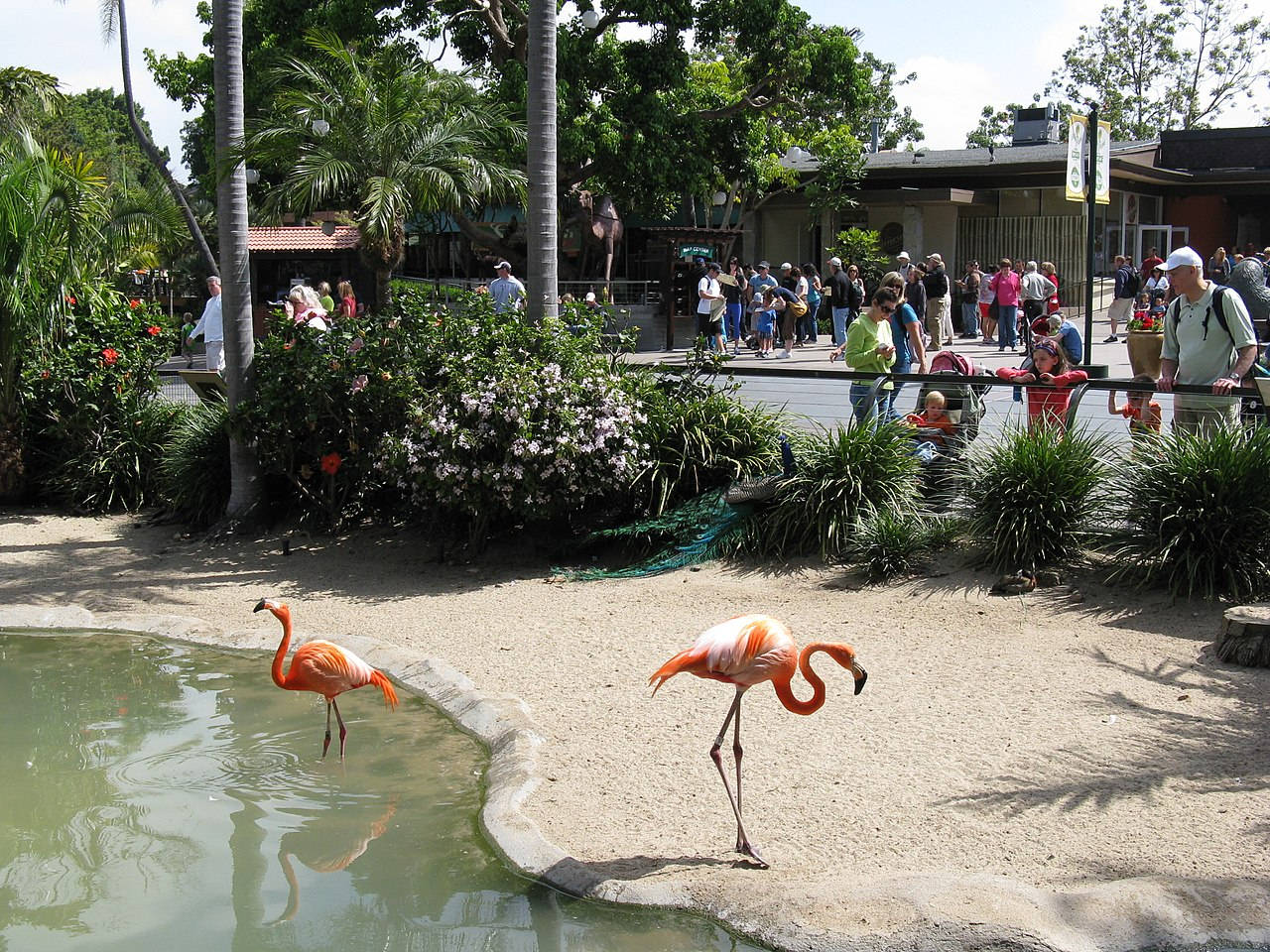 兩隻粉紅色的火烈鳥在動物園的池塘中涉水，遊客在觀看。