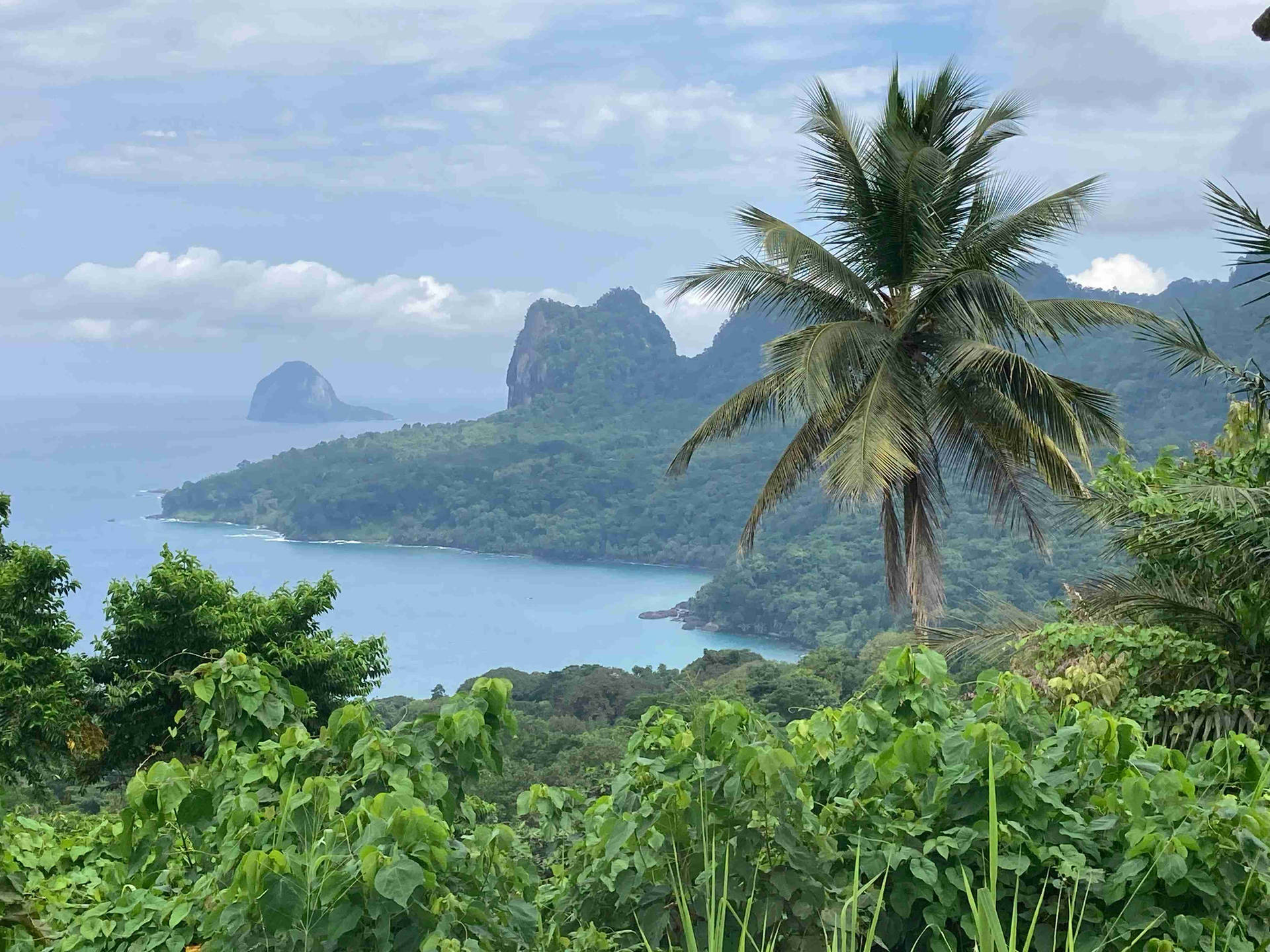 熱帶景觀，棕櫚樹俯瞰碧綠海灣和森林覆蓋的島嶼。