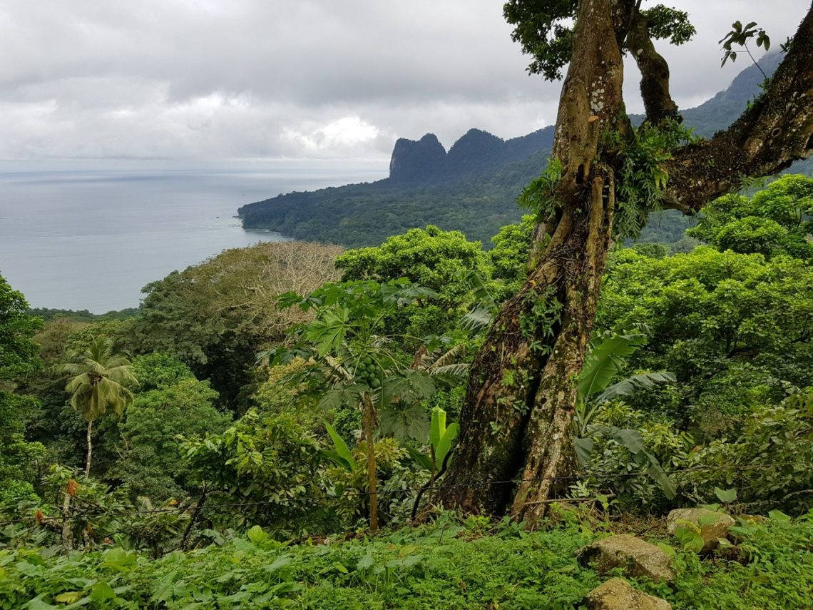 熱帶叢林俯瞰平靜的海洋，遠處有霧氣繚繞的山巒。