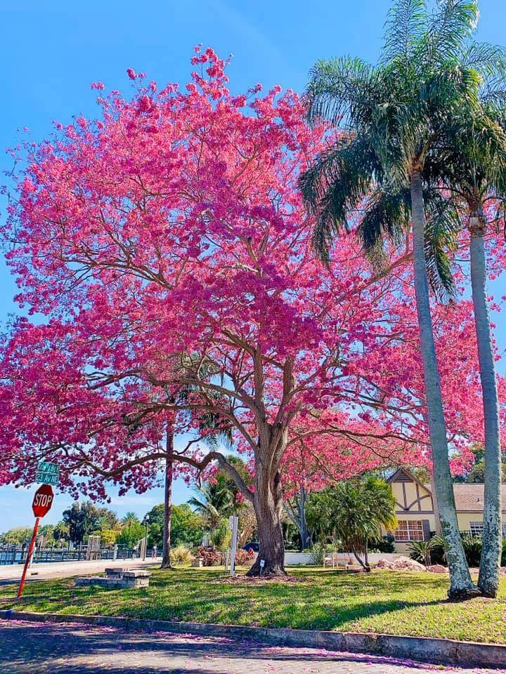陽光明媚的公園中一棵明亮的粉紅色開花樹，附近有棕櫚樹和停車標誌。