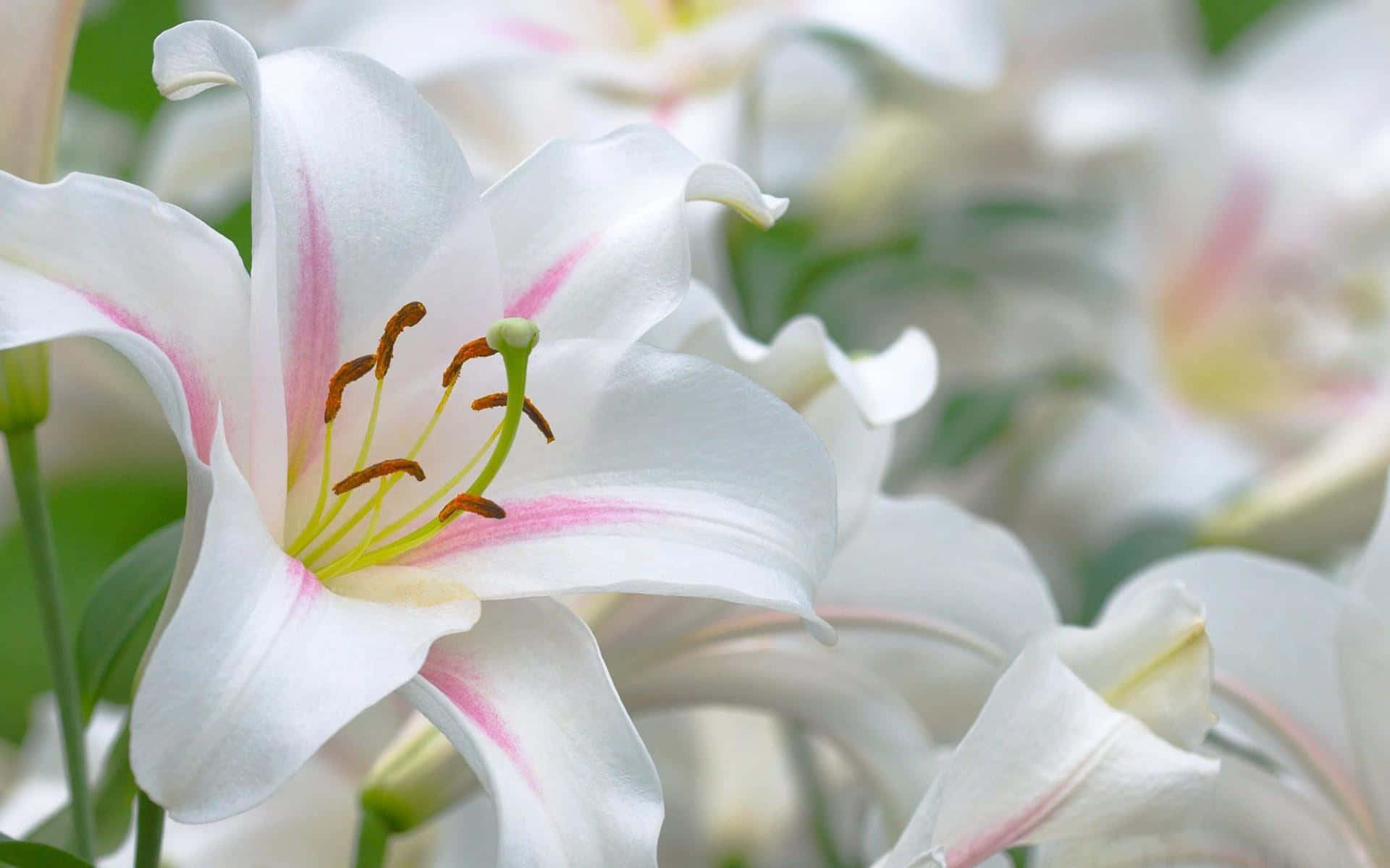 聖母百合白花 壁紙 — 純白百合的特寫，帶有精緻的粉紅色條紋和鮮豔的雄蕊，在柔和日光中閃耀。