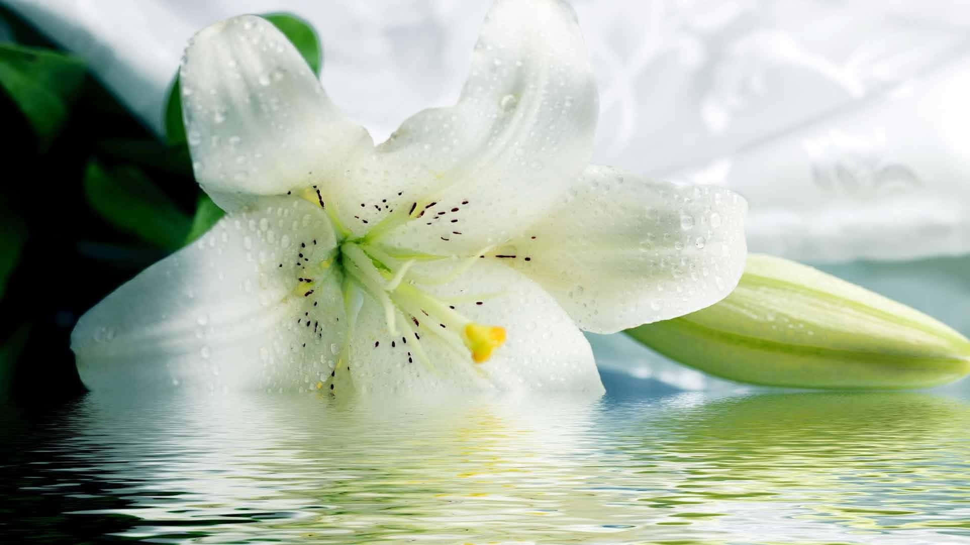 聖母睡蓮花 壁紙 — 一朵純潔的白百合帶着露珠，輕輕地躺在漣漪的水面上，旁邊有一個綠色的花蕾。