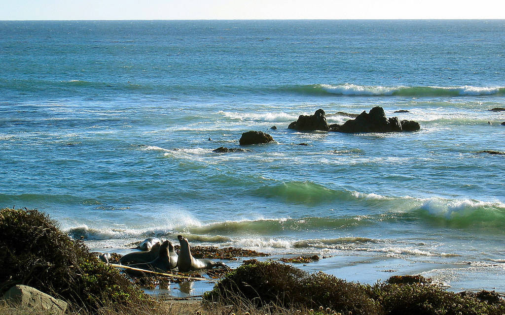 兩隻海獅在岩石海灘上悠閒地享受海浪拍打。