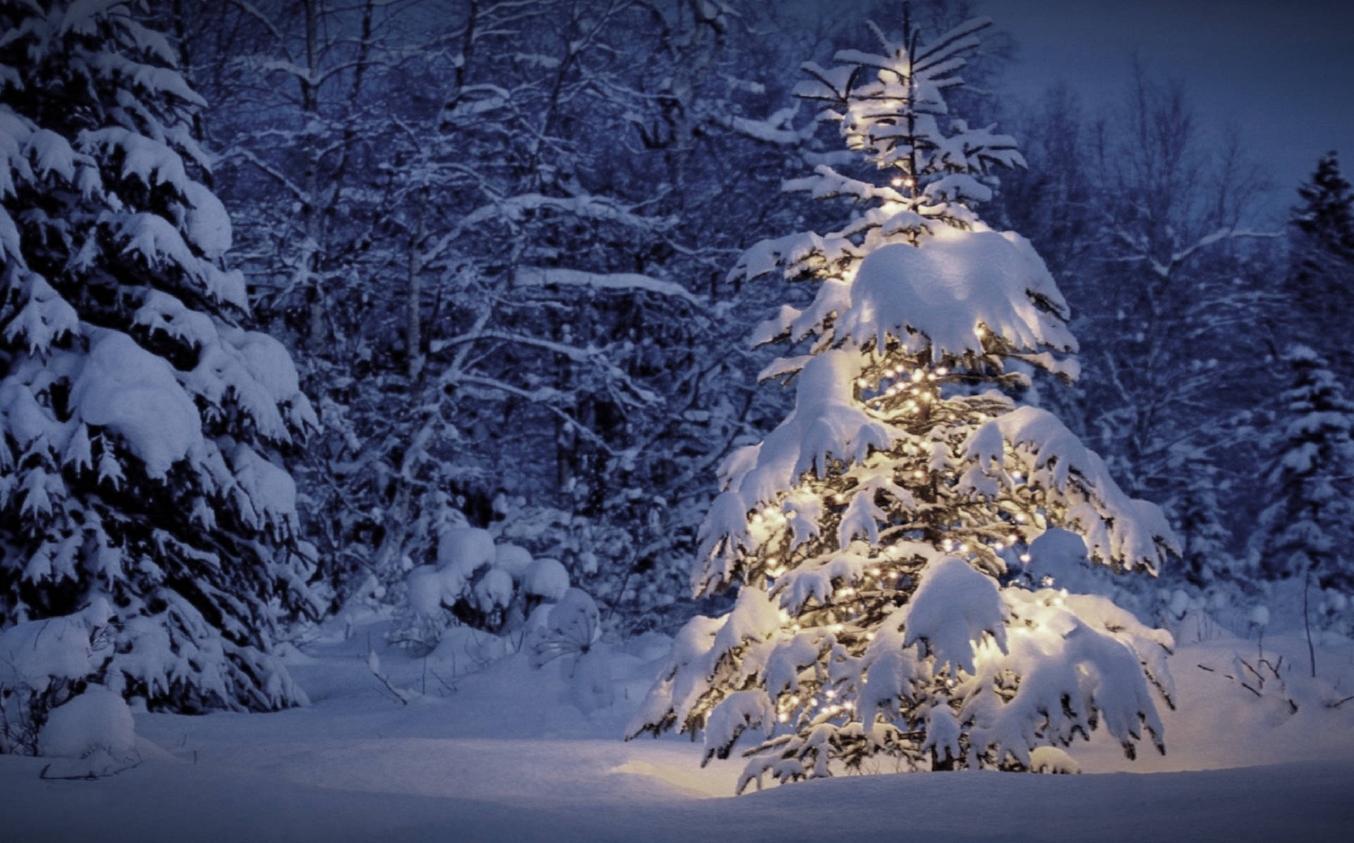 冬夜森林中被溫暖燈光照亮的雪樹。