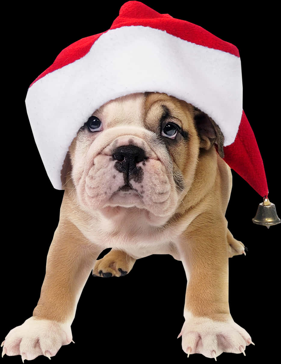 聖誕帽鬥牛㹴幼犬 壁紙