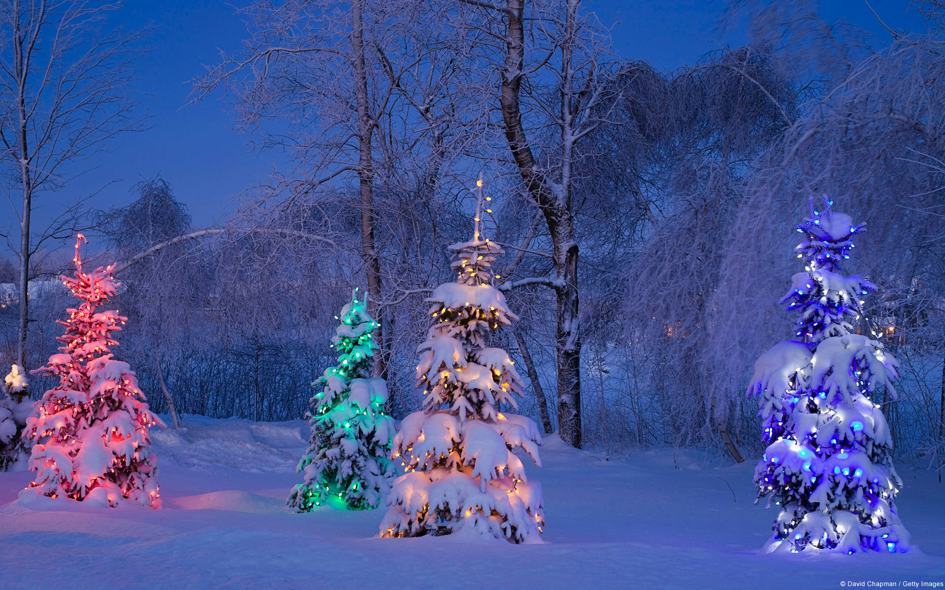 冬日森林中夜晚裝飾著彩色燈光的雪樹。