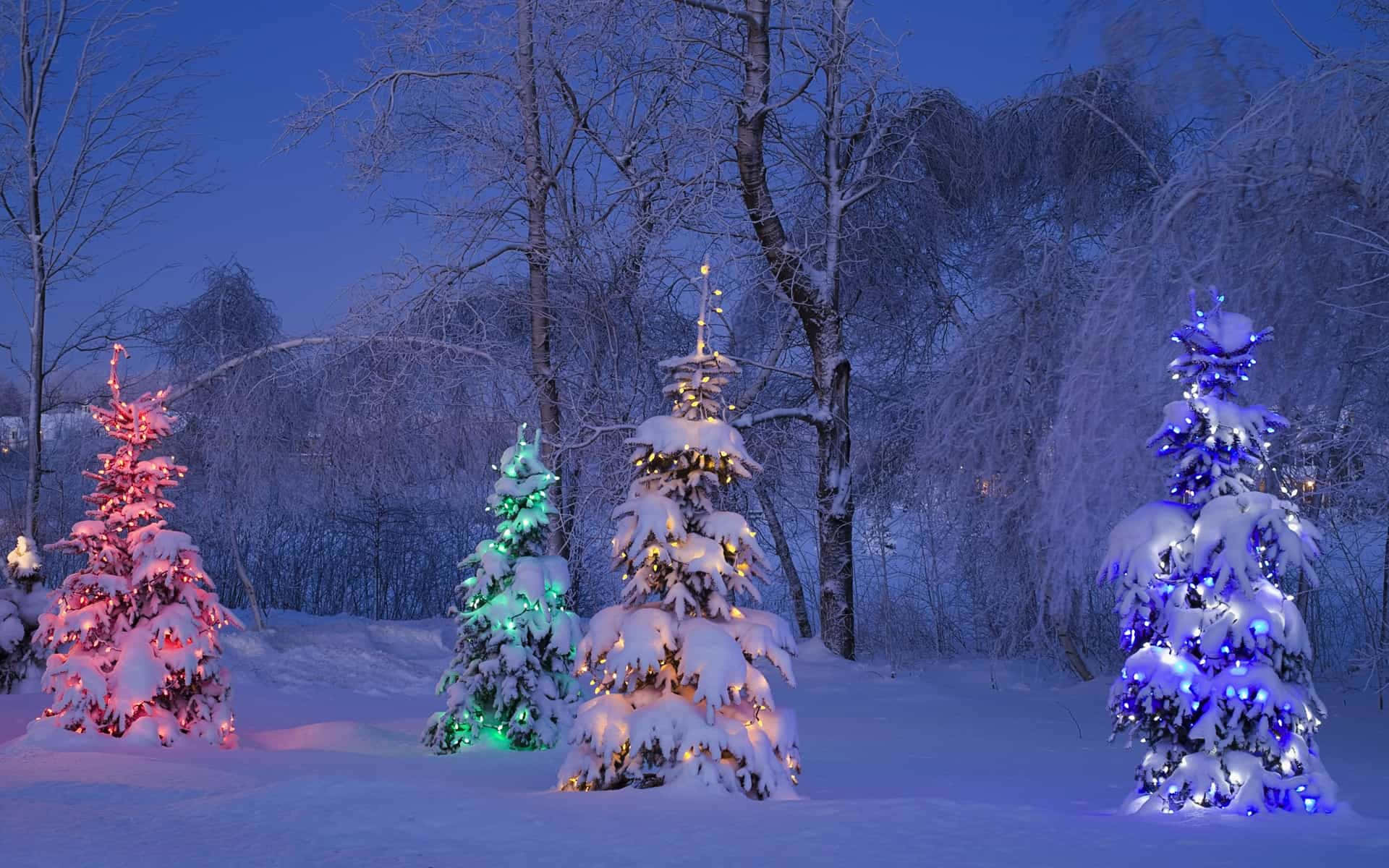 聖誕樹夜景圖像 壁紙 — 白雪覆蓋的樹木在暮色冬林中閃爍著節日的紅、綠、藍燈光。