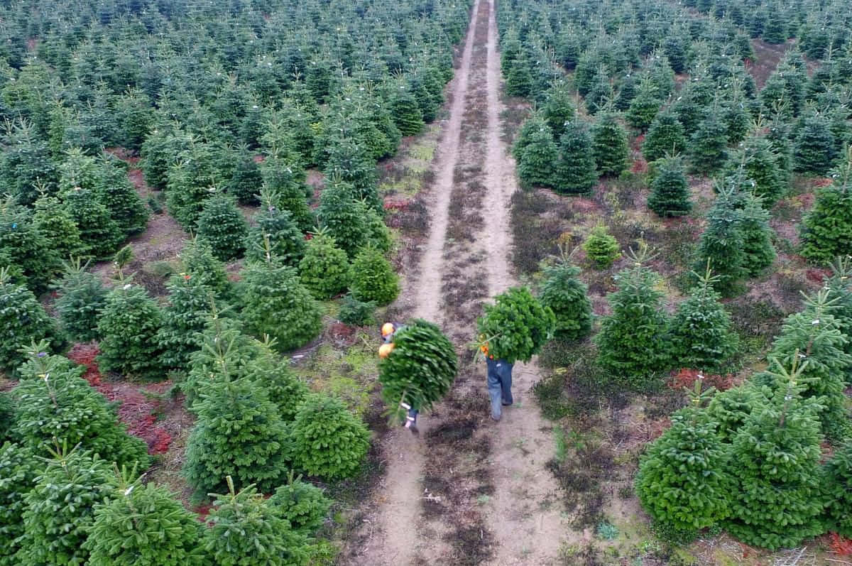 兩人在樹木農場的泥路上搬運聖誕樹。