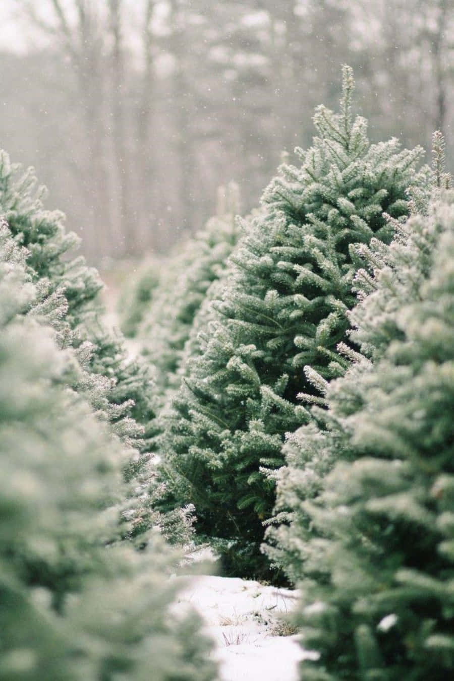 冬日森林中一排排被雪覆蓋的常綠樹。