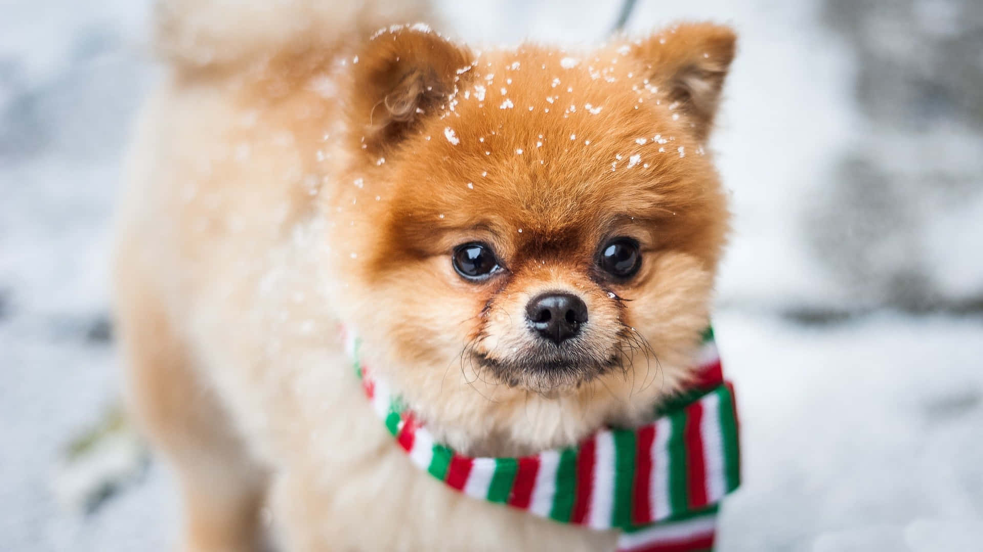 毛茸茸的博美犬在雪中戴著紅綠白條紋圍巾。
