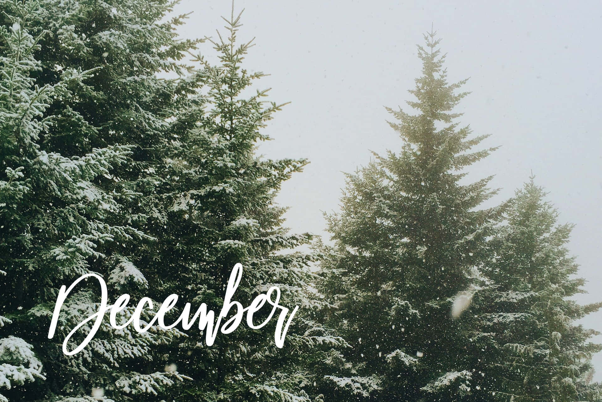 白雪覆蓋的常青樹，飄落的雪花，以及白色字體的「December」。