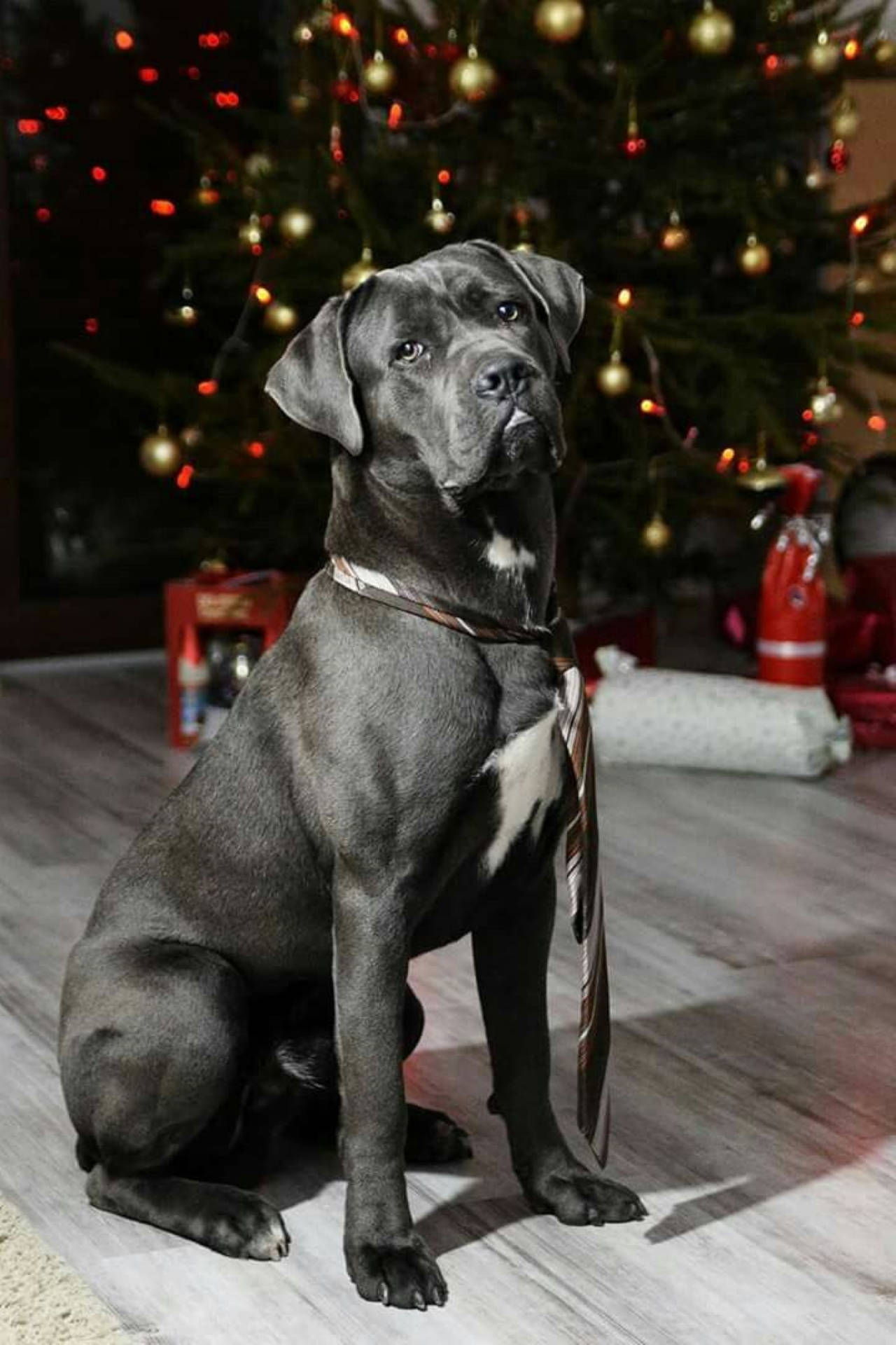聖誕節的坎恩科索犬 壁紙 — 一隻威嚴的灰色卡斯羅犬沉穩地坐在一棵裝飾著金色和紅色飾品的節日燈飾聖誕樹前。