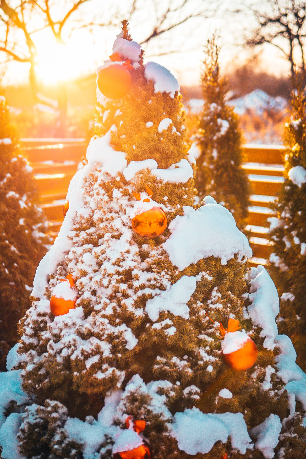 雪覆蓋的常青樹，在金色夕陽下帶有發光的橙色飾物。